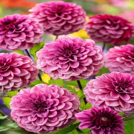 dalia-melissa-anna-marijke-1-szt-dalie-sadzonki-dalii-sadzonka-duze-bulwy