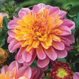 dalia-anemonowa-life-style-1-szt-dalie-sadzonki-dalii-sadzonka-duze-bulwy