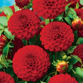 dalia-pomponowa-glow-1-szt-dalie-sadzonki-dalii-sadzonka-duze-bulwy