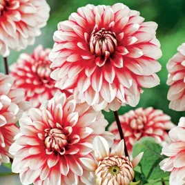 dalia-dekoracyjna-larry-s-love-1-szt-dalie-sadzonki-sadzonka-duze-bulwy