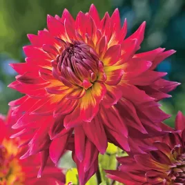 dalia-dekoracyjna-manhattan-island-1-szt-dalie-sadzonki-sadzonka-duze-bulwy