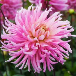dalia-kaktusowa-hollyhill-cotton-candy-1-szt-dalie-sadzonki-dalii-sadzonka