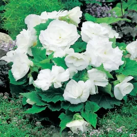 begonia-multiflora-biala-white-1-szt-begonie-sadzonki-sadzonka-bulwa