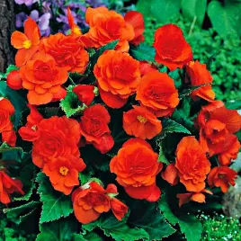 begonia-multiflora-pomaranczowa-orange-1szt-begonie-sadzonki-sadzonka-bulwa