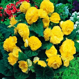 begonia-multiflora-zolta-yellow-1-szt-begonie-sadzonki-sadzonka-bulwa