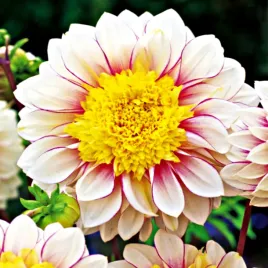 dalia-anemonowa-polka-1-szt-dalie-sadzonki-dalii-sadzonka-duze-bulwy