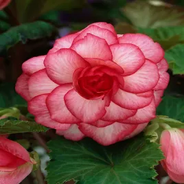 begonia-dwukolorowa-bouton-de-rose-1-szt-begonie-sadzonki-sadzonka-bulwa