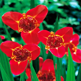 tigrida-tygrysowka-pawia-speciosa-10-szt-cebulki-kwiatowe-tygrysowki