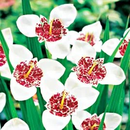 tigrida-tygrysowka-pawia-alba-10-szt-cebulki-kwiatowe-tygrysowki