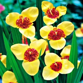 tigrida-tygrysowka-pawia-aurea-10-szt-cebulki-kwiatowe-tygrysowki