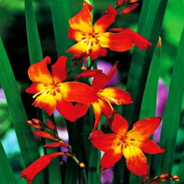 krokosmia-cebulki-cynobrowka-meteor-5-szt-cebule-kwiatowe