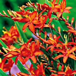 krokosmia-cebulki-cynobrowka-masonarium-5-szt-cebule-kwiatowe