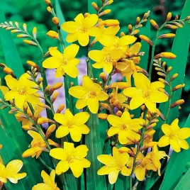 krokosmia-cebulki-cynobrowka-george-davidson-5-szt-cebule-kwiatowe