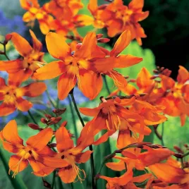 krokosmia-cebulki-cynobrowka-emily-mckenzie-5-szt-cebule-kwiatowe