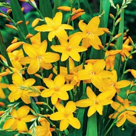 krokosmia-cebulki-cynobrowka-sonate-zolta-5-szt-cebule-kwiatowe