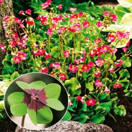 oxalis-deppei-szczawik-czterolistny-20-szt-cebulki-kwiatowe-szczawiki