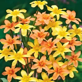 homeria-moraea-mix-10-szt-cebulki-kwiatowe