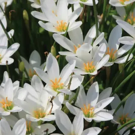 zephyranthes-zefirant-bialy-white-10-szt-cebulki-kwiatowe