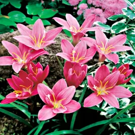 zephyranthes-zefirant-rozowy-pink-10-szt-cebulki-kwiatowe