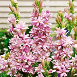 polianthes-tuberosa-tuberoza-wonna-pelna-pink-sapphire-1-szt-cebulki