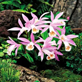 pleione-formosana-storczyk-ogrodowy-1-szt-storczyki-cebulki-sadzonki
