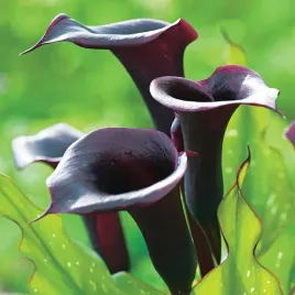 zantedeschia-calla-kalla-kalia-czarna-schwarzwalder-1-szt-cebulki-bulwy