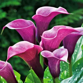 zantedeschia-calla-kalla-kalia-purple-sensation-1-szt-cebulki-bulwy