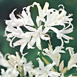 nerine-nerina-alba-biala-1-szt-cebulki-kwiatowe