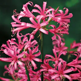 nerine-nerina-bowdenii-rozowa-1-szt-cebulki-kwiatowe