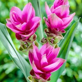 curcuma-kurkuma-rozowa-rose-1-szt-sadzonka-sadzonki-kurkumy