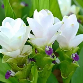 curcuma-white-wonder-kurkuma-biala-1-szt-sadzonka-sadzonki-kurkumy