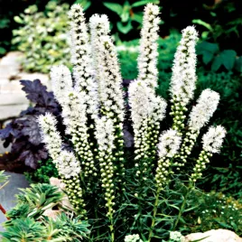 liatris-spicata-alba-liatra-klosowa-biala-white-10-szt-sadzonka-bulwa