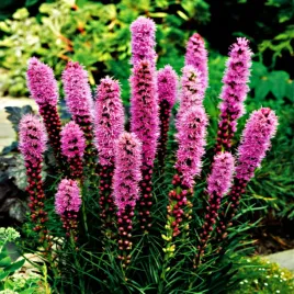 liatris-spicata-liatra-fioletowa-50-szt-cebulki-cebule-kwiatowe