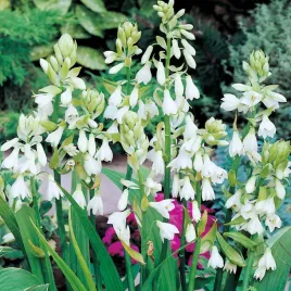 galtonia-candicans-galtonia-bialawa-1-szt-cebulki-kwiatowe
