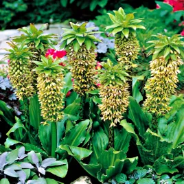 eucomis-bicolor-eukomis-dwubarwny-1-szt-eukomisy-cebulki-kwiatowe