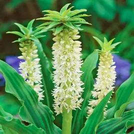 eucomis-eukomis-autumnalis-1-szt-eukomisy-cebulki-kwiatowe