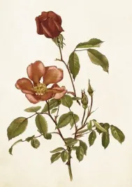 karnet-st429-b6-koperta-roza