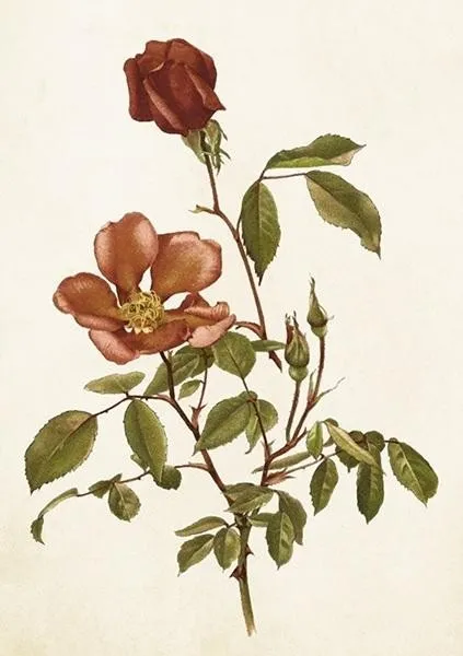 karnet-st429-b6-koperta-roza-stan-nowy