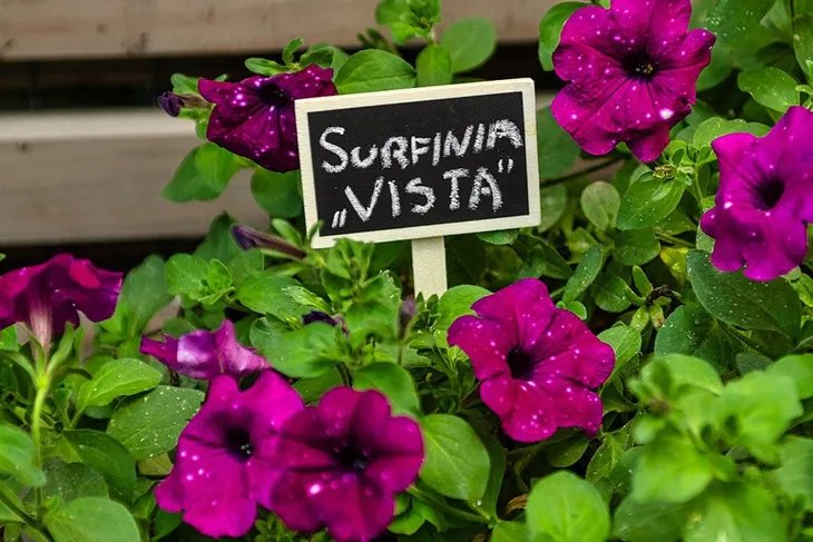 tabliczki-do-roslin-5szt-marka-verto