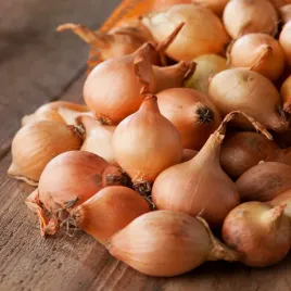 cebula-dymka-do-sadzenia-stuttgarter-zolta-rozmiar-10-21-05-kg-odporna