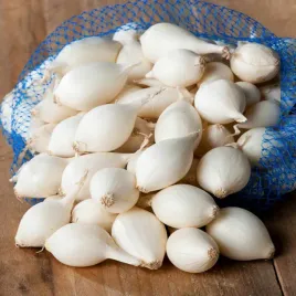 cebula-dymka-snowball-biala-rozmiar-8-21-025-kg-plenna-odporna