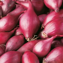cebula-dymka-karmen-czerwona-rozmiar-10-21-025-kg-odporna-smaczna-plenna