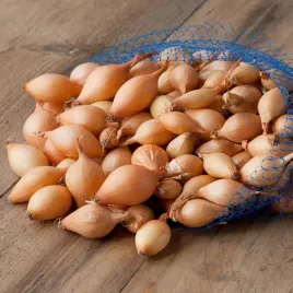 cebula-dymka-wolska-rozmiar-10-21-05-kg-stara-odporna-odmiana