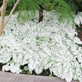 caladium-kaladium-white-christmas-1-szt-sadzonka-bulwa-ozdobne-liscie