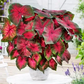 caladium-kaladium-postman-joyner-1-szt-sadzonka-bulwa-ozdobne-liscie