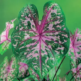 caladium-kaladium-pink-cloud-1-szt-sadzonka-bulwa-ozdobne-liscie