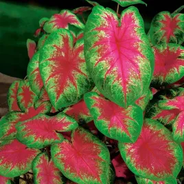 caladium-kaladium-kathleen-1-szt-sadzonka-bulwa-ozdobne-liscie