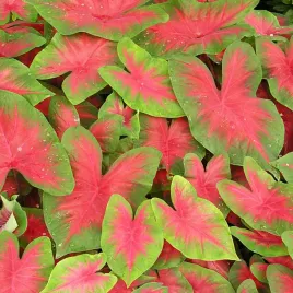 caladium-kaladium-florida-cardinal-1-szt-sadzonka-bulwa-ozdobne-liscie