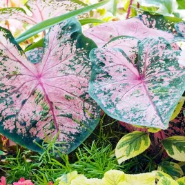 caladium-kaladium-fire-chief-1-szt-sadzonka-bulwa-ozdobne-liscie