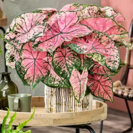 caladium-kaladium-festivia-1-szt-sadzonka-bulwa-ozdobne-liscie